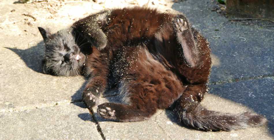 If there's one thing Willow loved, it was catnip and a sunny patio!