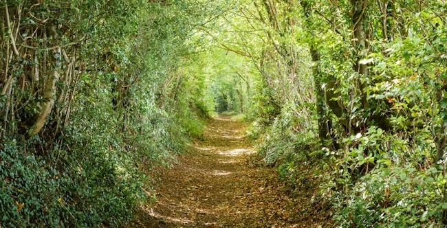 No technology! Through field and forest, this was my childhood playground.